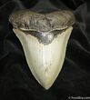 Inch Megalodon Tooth - Sharp Tip & Serrations #1530-1
